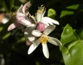Lemon flowers Royalty Free Stock Photo