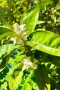 Lemon flowers in the cozy town of Bormes les Mimosas in the south of France Royalty Free Stock Photo