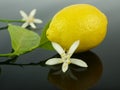 Lemon flowers and lemon fruit