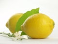 Lemon flowers and lemon fruits