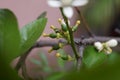 Lemon flowers without petals