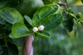 Lemon flowers on tree