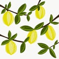 Lemon fresh illustration vector Royalty Free Stock Photo