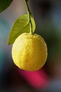 Lemon Royalty Free Stock Photo