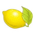 Lemon Fruit Colored Detailed Illustration