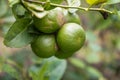 Lemon fruit in the garden with lemon leaves in the background, agricultural production concept, gardening