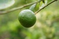 Lemon fruit in the garden with lemon leaves in the background, agricultural production concept, gardening