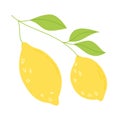 Lemon fruit icon isolated on white background. Vector hand drawn flat illustration. lemon logo design. Royalty Free Stock Photo