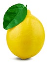 Lemon fruit leaf Royalty Free Stock Photo