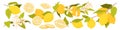 Lemon fruit set, half and slices of citrus, whole yellow fruit on branch, green leaves Royalty Free Stock Photo