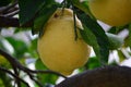 Lemon Fruit on the tree