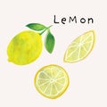 Lemon fruit watercolor illustration set. Painterly watercolor texture and ink drawing elements. Hand drawn and hand