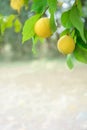 Lemon fruits growing on tree branches in citrus garden. Vertical shot with copy space Royalty Free Stock Photo