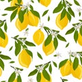 Lemon fruits seamless pattern with flowers and leaves on white background. citrus fruits