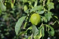 Lemon fruits tree in the park. Royalty Free Stock Photo