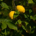 Lemon fruits on a lemon tree spring in Kfar Glikson Israel