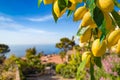 Lemon garden in Capri island ready for harvest. Bunches of fresh yellow ripe lemons with green leaves