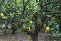 Lemon garden. Ripe lemons on fruit trees in orchard. Selective focus. Rural scene