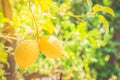 Lemon garden of Sorrento Royalty Free Stock Photo