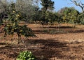 Lemon garden Royalty Free Stock Photo