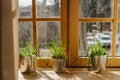 Lemon Grass in Bucket Pot on Wooden Window Sill