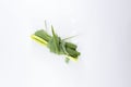 Lemon grass bunch on a white background. Royalty Free Stock Photo