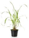 Lemon Grass in a Flowerpot on white Background - Isolated Royalty Free Stock Photo