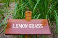 Lemon grass in the garden Royalty Free Stock Photo