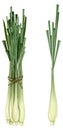 Lemon grass Royalty Free Stock Photo