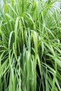 Lemon grass leaf background. selective focus. Royalty Free Stock Photo