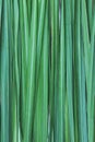 Lemon grass leaf black ground texture Royalty Free Stock Photo