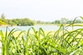 Lemon grass leaf foreground with de-focused lake and sky at background Royalty Free Stock Photo