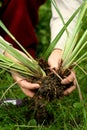 Lemon grass - Perennial plants transplanting