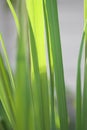 Lemon grass plant