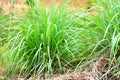 Lemon grass plant in the garden for ingredients used in thai food cooking and herb - lemon grass leaf