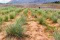 Lemon grass plant.