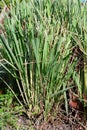 Lemon grass plant