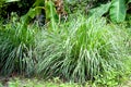 Lemon grass in garden. Royalty Free Stock Photo