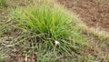 Lemon grass plants greens Royalty Free Stock Photo