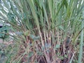 Lemon grass plants at my garden Royalty Free Stock Photo