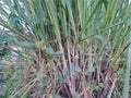Lemon grass plants at my garden Royalty Free Stock Photo
