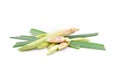 Lemon grass slice on white background,herb