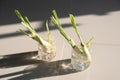 Lemon grass without using soil