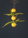 Lemon and green chilly tied on a thread