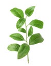 Lemon green leaves isolated on a white background