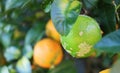 Lemon on a green lemon tree