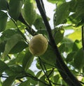 Lemon on green tree branch close up