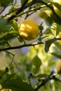 Lemon Growing