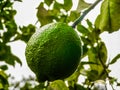 Lemon growing on my lemon tree