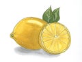 Lemon hand drawn marker illustration. Fruit sketch. Realistic citrus plant with leaves freehand drawing. Design element
